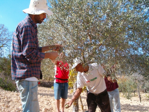 Abed picking olives
