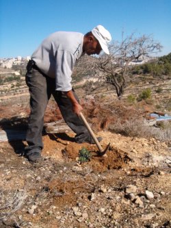 Abed olanting olive trees on his land